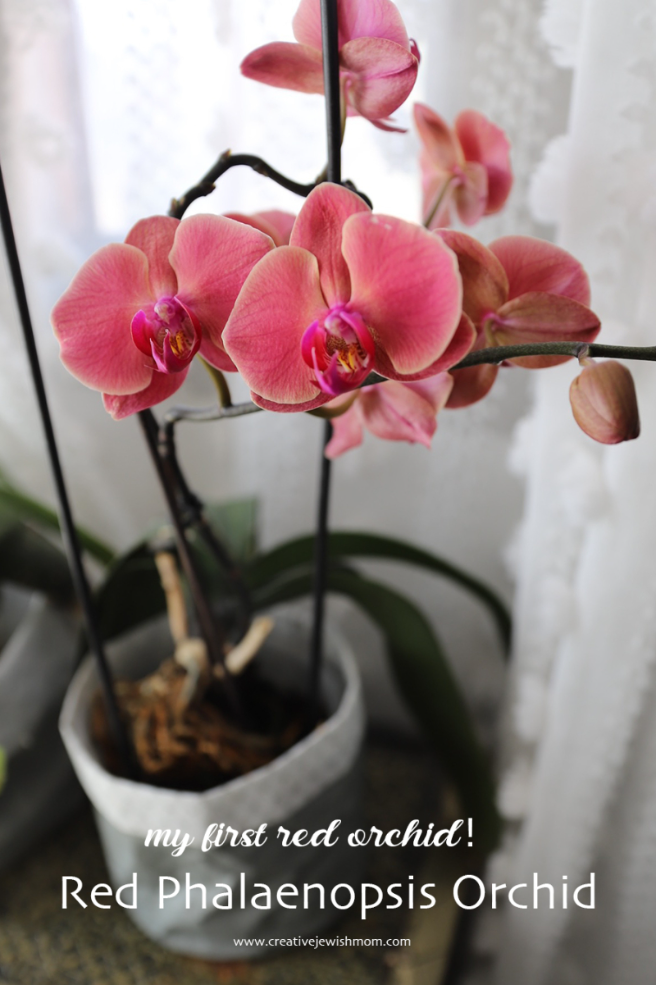 Sunrise Salmon Pink Phalaenopsis Orchid Blooms!