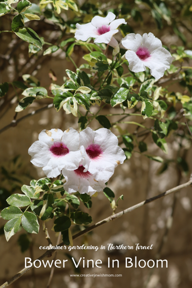 Bower Vine Blooms In A Northern Israel Container Garden