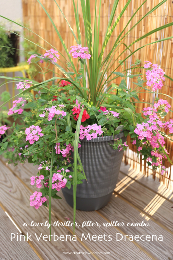 Pink Verbena Meets Dracaena In A Summer Planter