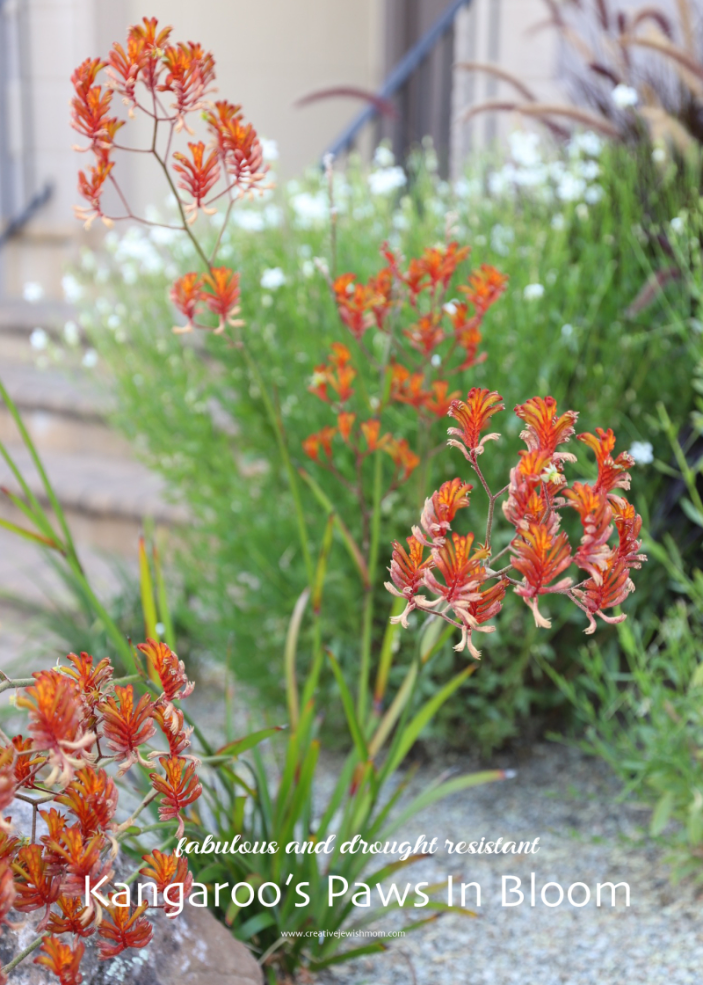 How To Plant A Drought Tolerant Garden With Kangaroo’s Paw