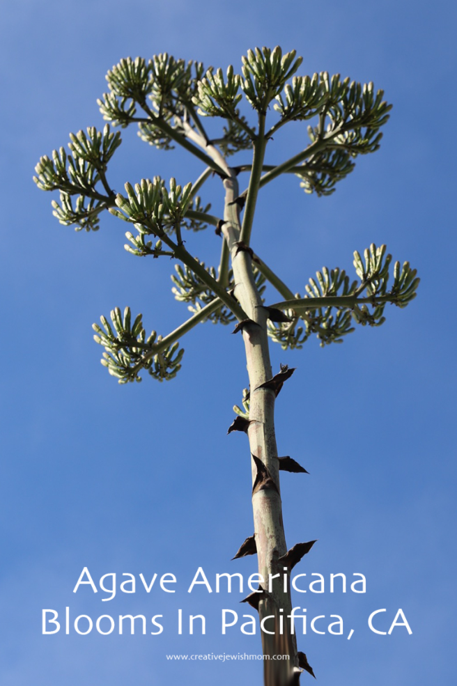 Amazing Agave Century Plant Blooms With A 3 Story Stalk