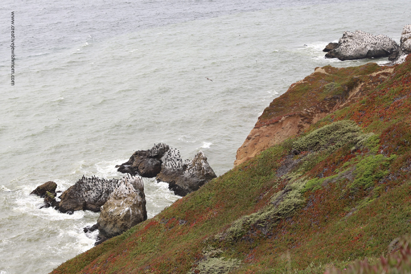 Pacifica-CA-stunning-flora-on-cliffs-over-mussel-rocks