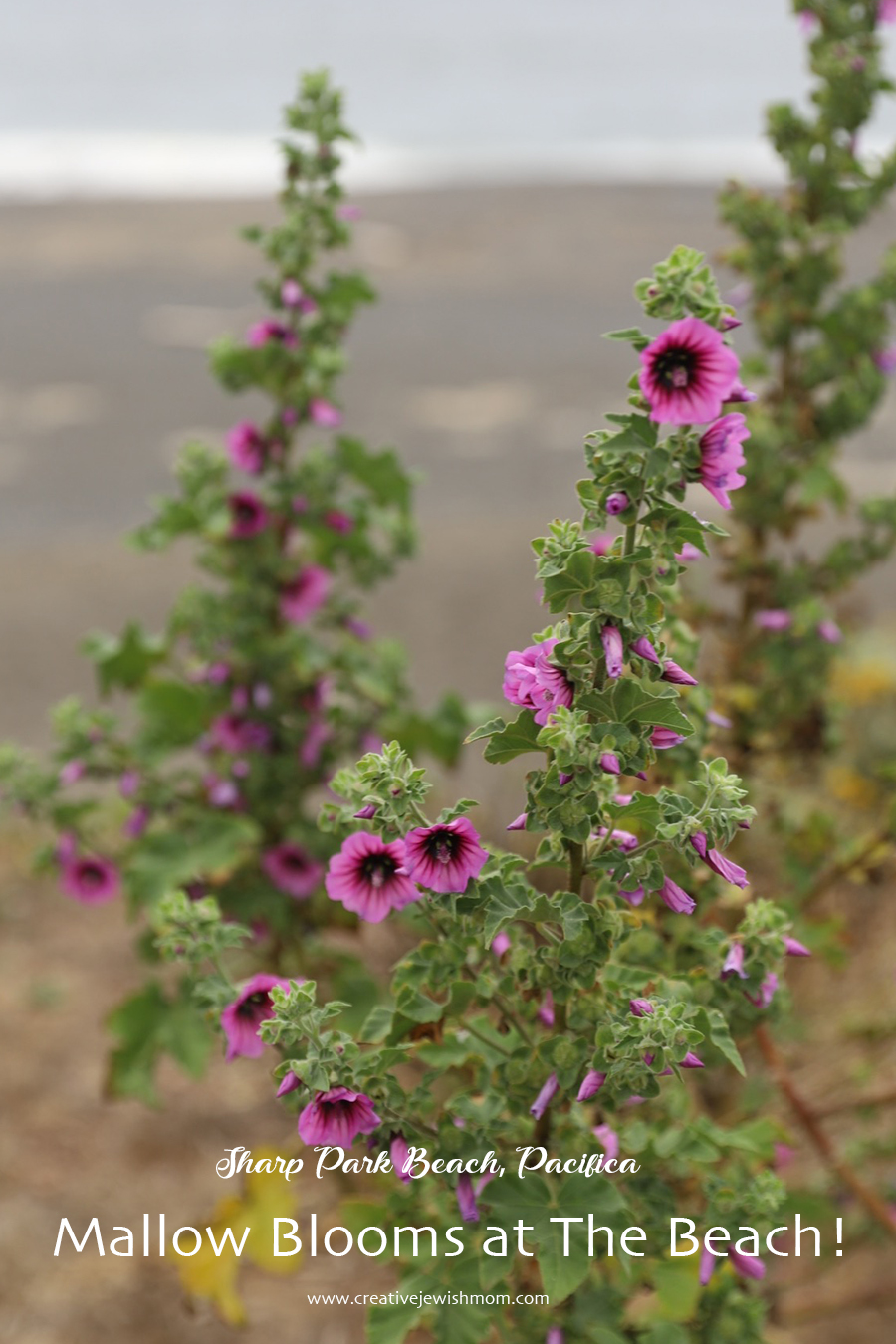 Pink Mallow Blooms At The Beach In Pacifica, California