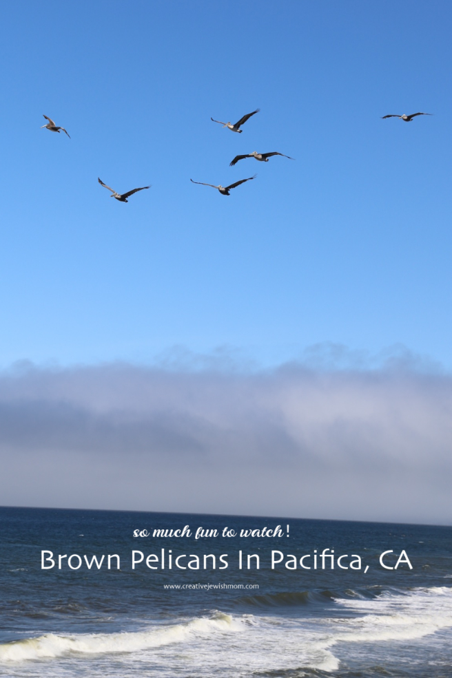 Watch Wonderful Brown Pelicans In Pacifica, California