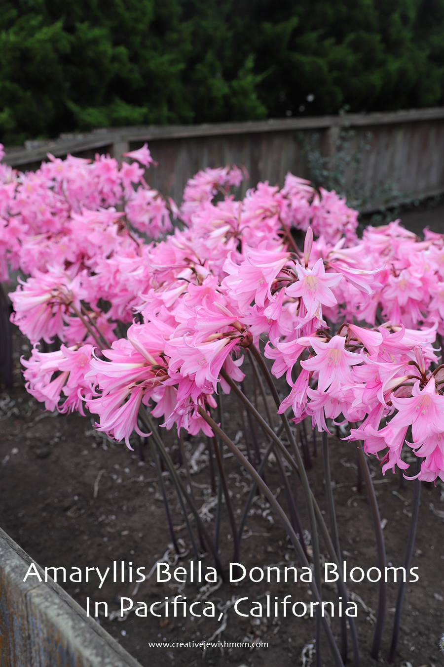 Stunning Pink Amaryllis Bella Donna Blooms In Pacifica, California