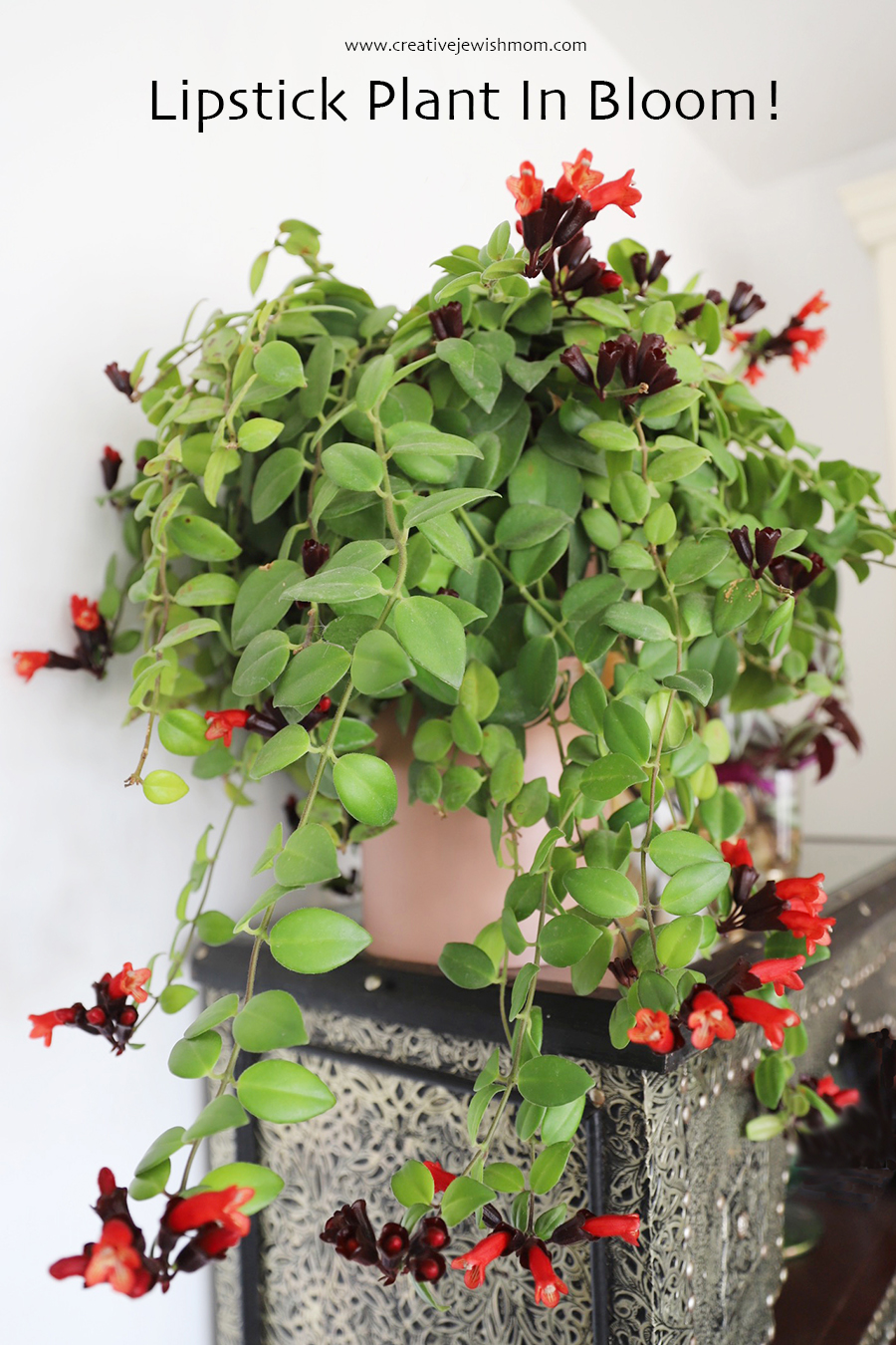 How To Grow A Lipstick Houseplant That Blooms Yearly