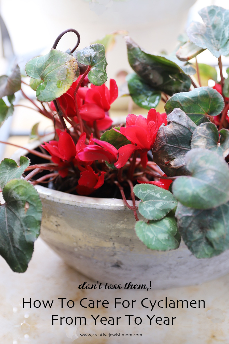 How To Get An Outdoor Cyclamen To Rebloom Next Year