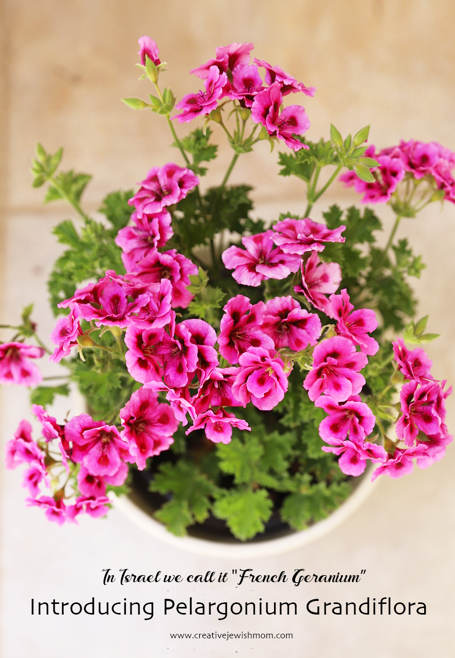 How To Grow French Geraniums, Pelargonium Grandiflorum