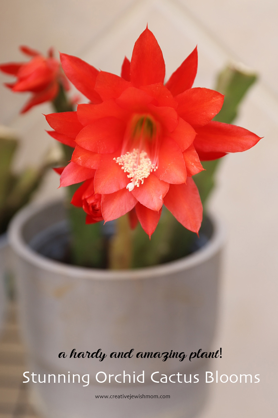 How To Propogate Orchid Cactus In Bloom