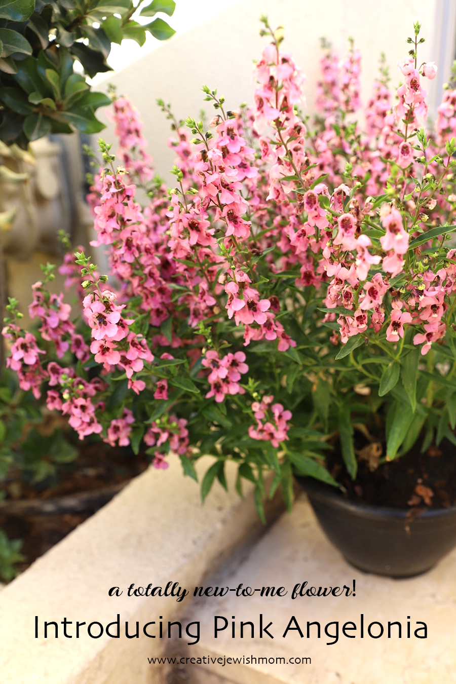 How To Grow Pink Angelonia In Your Container Garden