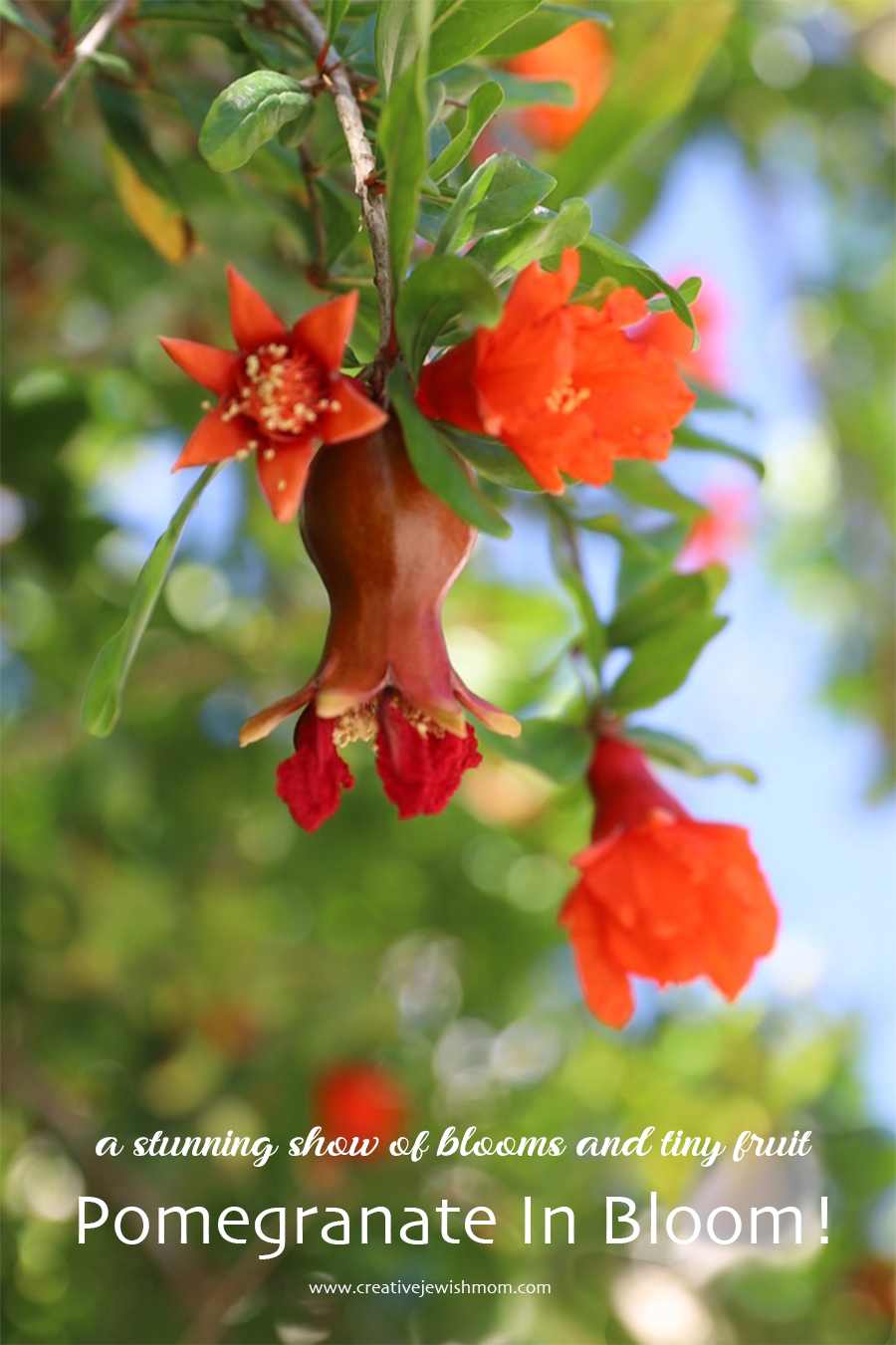 Pomegranate Blooms In Northern Israel