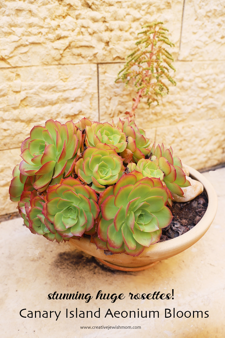 How To Grow Canary Island Aeonium, A Statement Succulent That Flowers!