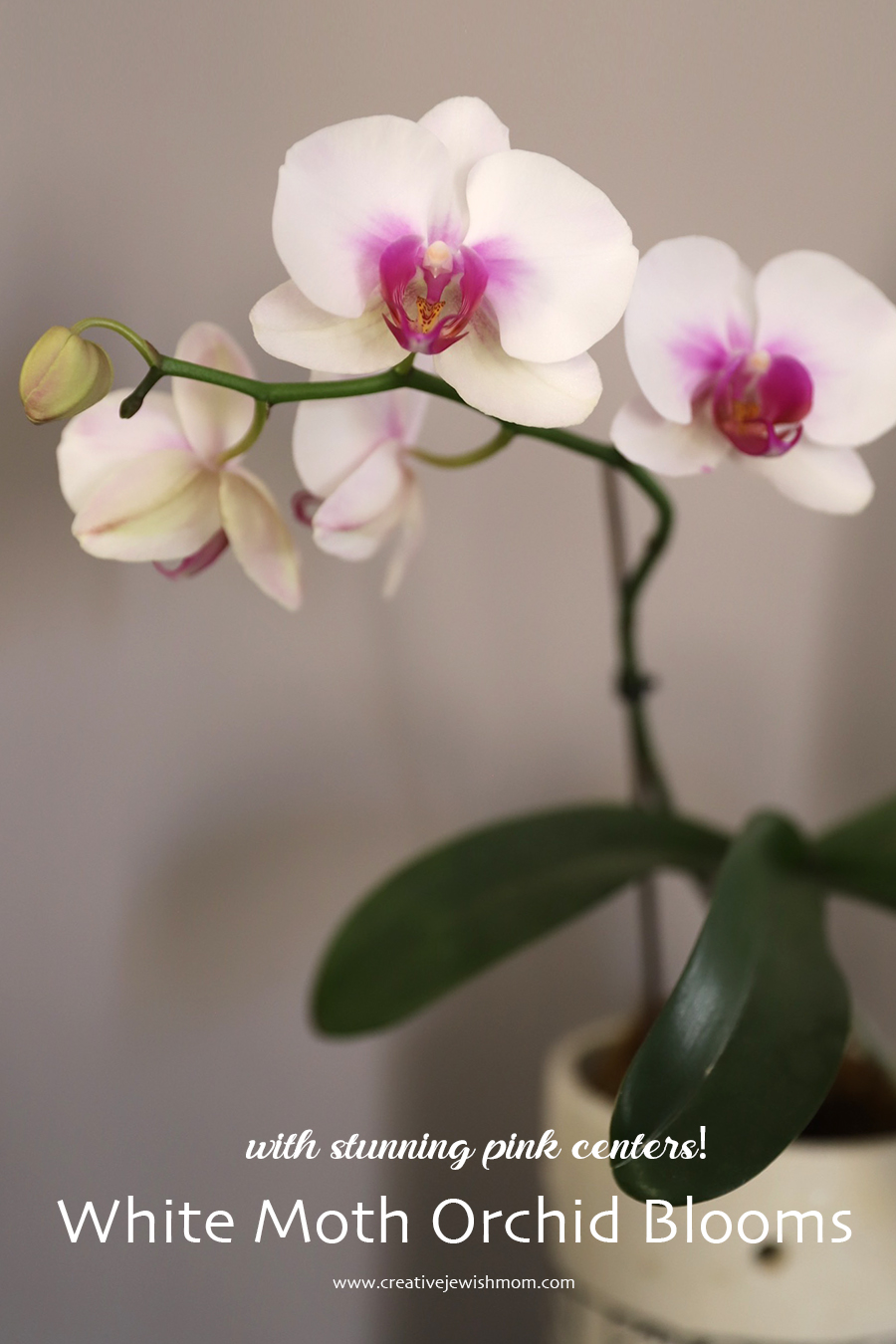 How To Grow A White Moth Orchid With Pink Centers