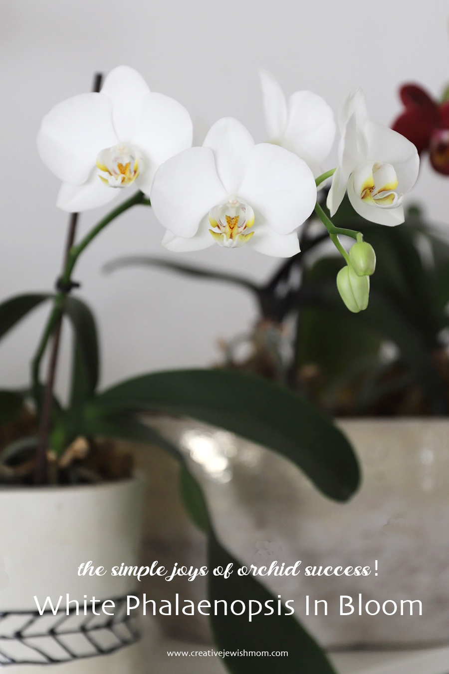 How To Care For Phalaenopsis Orchids To Promote Re-Bloom?