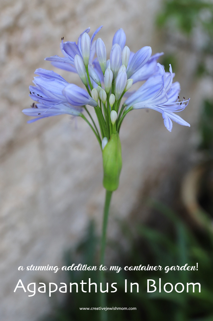 How To Grow Stunning Agapanthus  In Your Container Garden