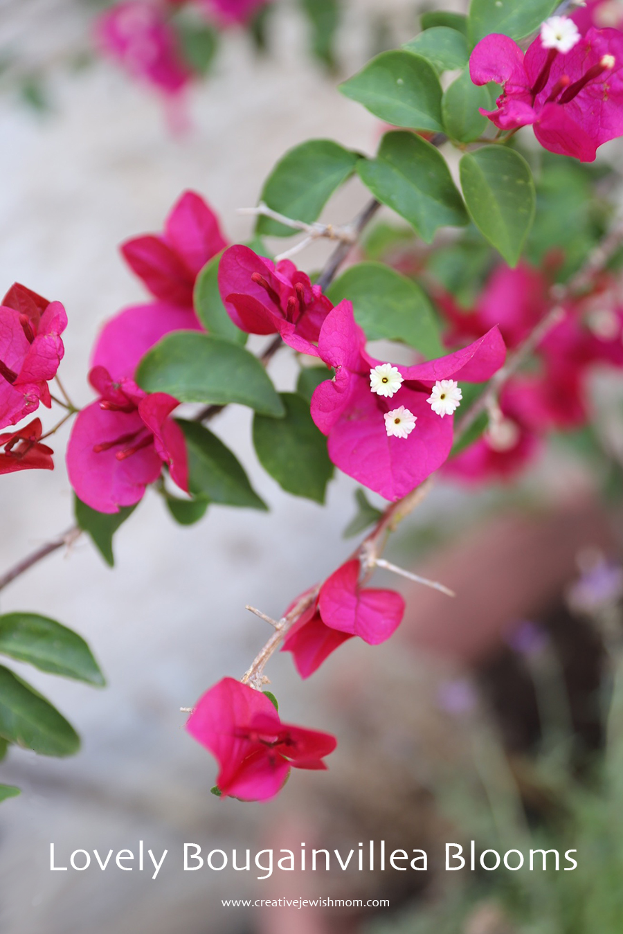 How To Grow Bougainvillea In A Pot, And Enjoy Its Lovely Blooms