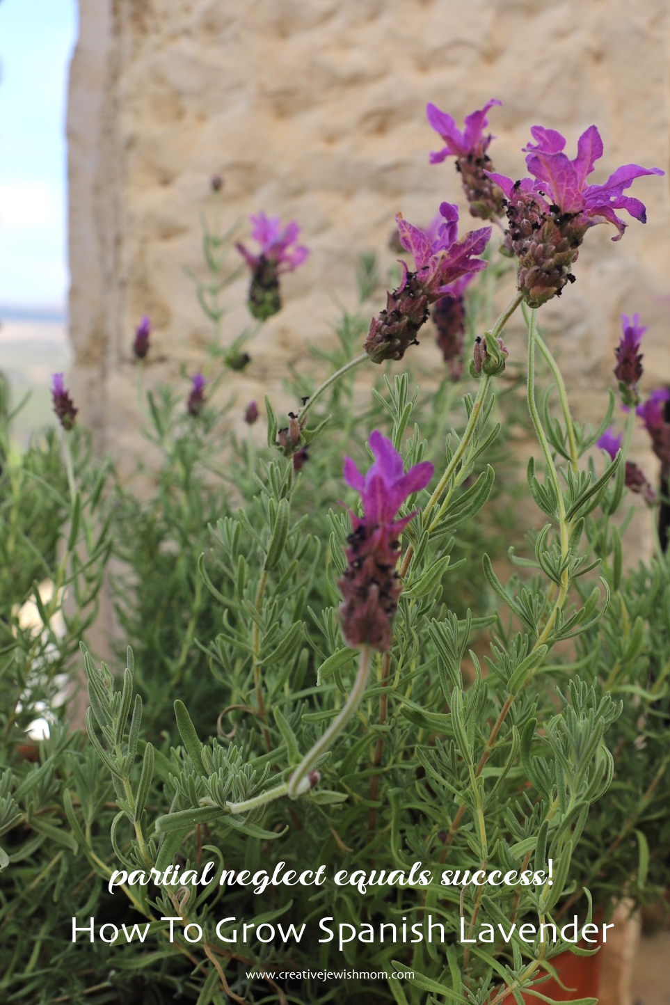How To Grow Spanish Lavender In A Terra Cotta Pot