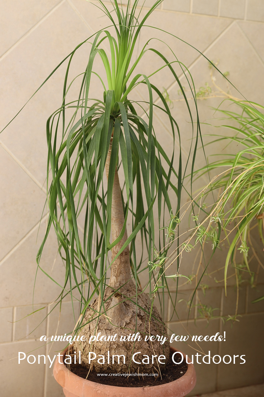 How To Grow Ponytail Palm In A Pot Outdoors