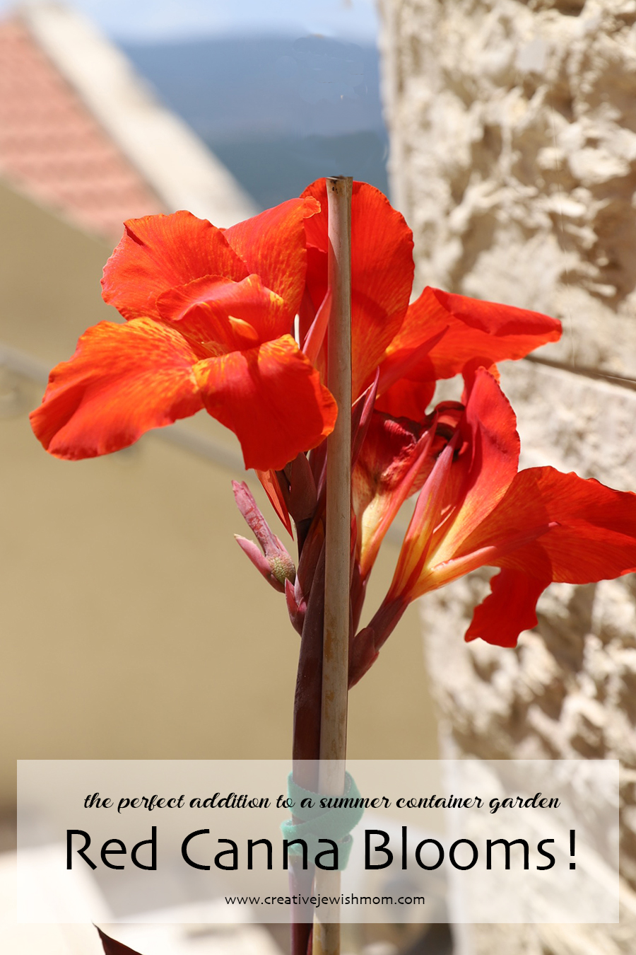 How To Grow Red Canna In Northern Israel