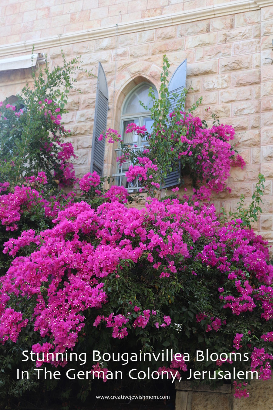 How To Enjoy Stunning Bougainvillea In Bloom In The German Colony, Jerusalem