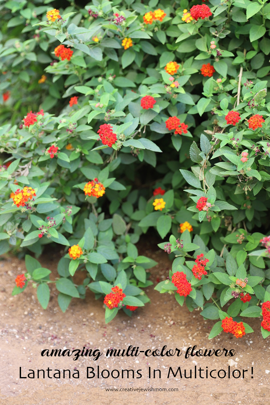 How To Grow Colorful Drought Tolerant Lantana In Containers