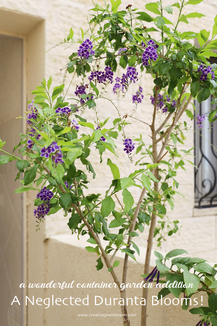 How To Coax A Neglected Duranta Into Full Bloom In 2 Months!